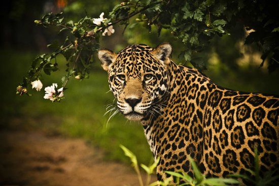 Chattanooga Zoo
